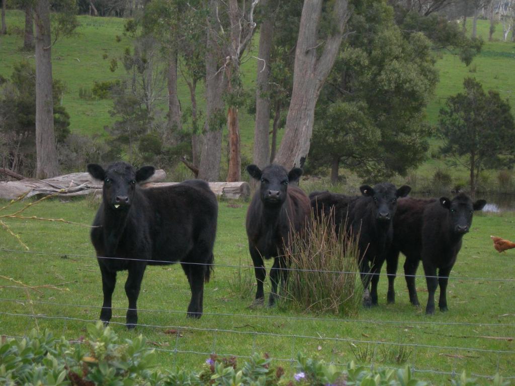 Villa Platypus Park Country Retreat Bridport Camera foto